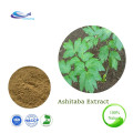 Beste prijs Ashitaba Extract Chalcone