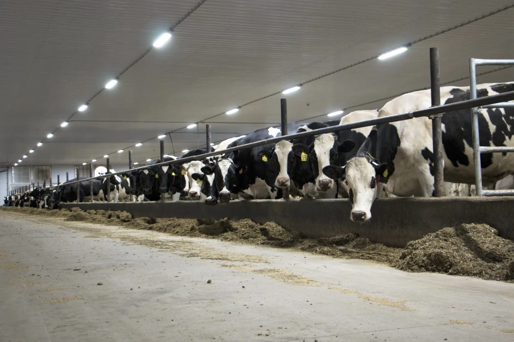 AC100-277V Zlc LED Linear Highbay Light for Dairy Barn