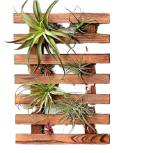 Minimalist Wooden Wall-Mounted Planters: Perfect for Outdoor Bonsai, Succulents, and Orchid Displays