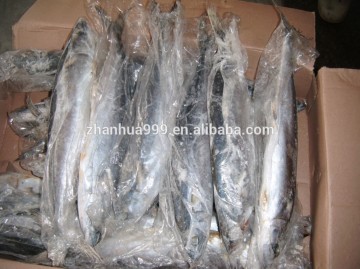 [ frozen spanish mackerel ] Good quality Korea spanish mackerel, spanish mackerel