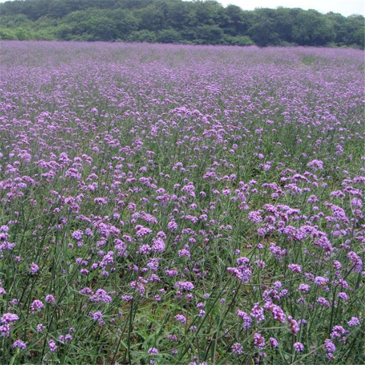 Vervain oil verbena officinalis