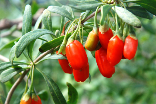 EU Standard beauty goji berry