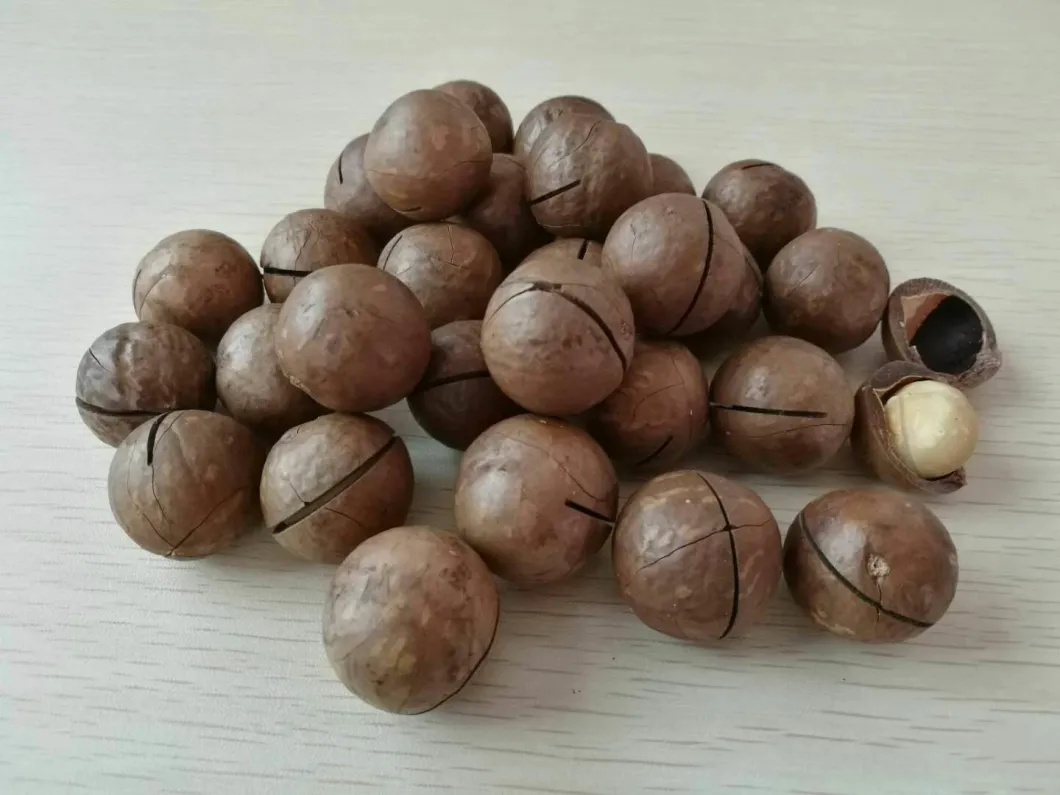 Hot Sale Big Size Macadamia Nut