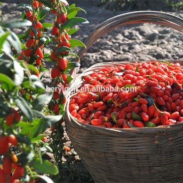 Dried goji berries health food