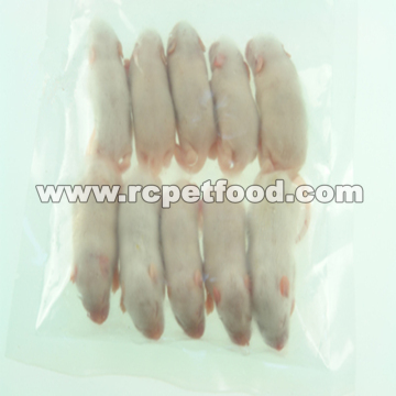 Frozen small white mice