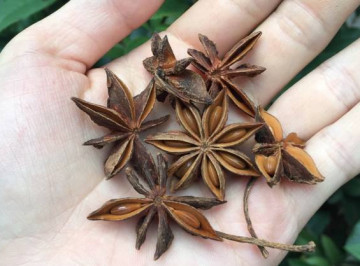 Chinese traditional seasoning star anise