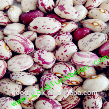 Round shape light speckled kidney bean