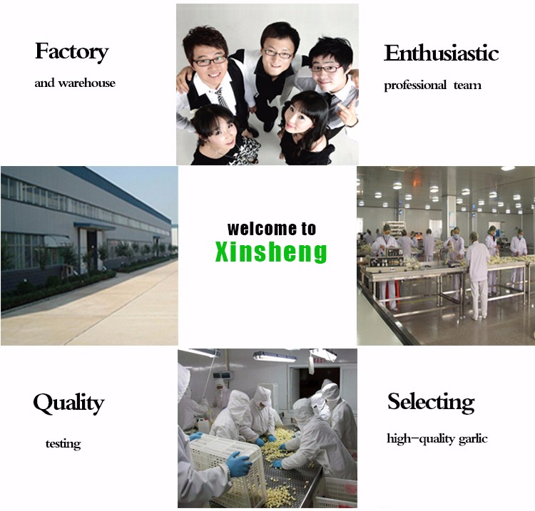 Factory garlic manufacturers garlic powder