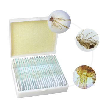 Microscope Insect Specimens Slides - 25 Piece Entomology Collection