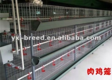 Automatic rearing broiler cages