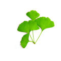 Ginkgo biloba extrait la médecine en poudre en vrac biologique