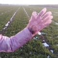 Guantes veterinarios suaves rojos de brazo largo de buena calidad