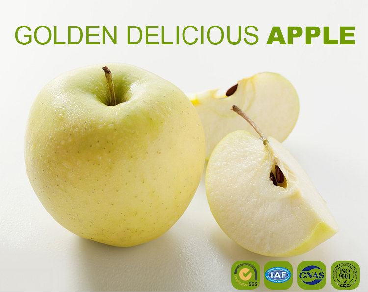 China Supplier Golden Apple Hot Selling High Quality Delicious Apple fresh Golden Apple