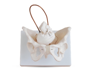 Skeleton Female Pelvis and Fetus