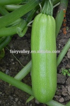Hybrid Squash seeds for growing-SQ Anita