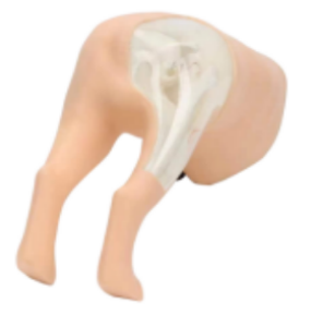 Translucent canine muscle injection model