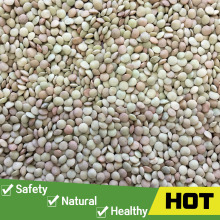 Organic lentil green with nutrition