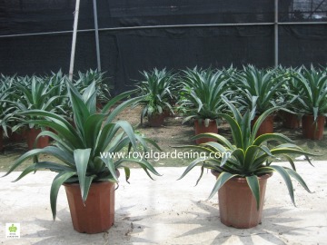 Agave americana ornamental plants