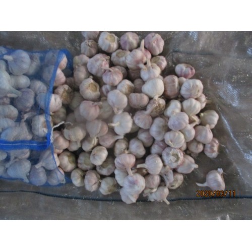 2019 Fresh Garlic Normal