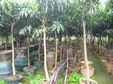 Mangos fruit trees potted and rooted