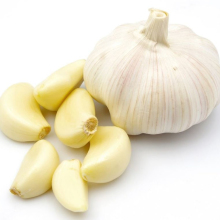 fresh garlic white garlic best price