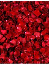 BJD Rose Photography Settings y3283 Jointed Doll