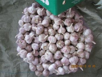Fresh Garlic White Garlic