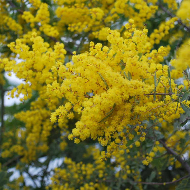 Reines natürliches ätherisches Cassie-Blumenöl