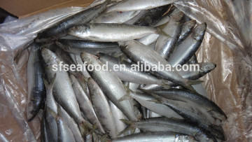 sardines tin fish