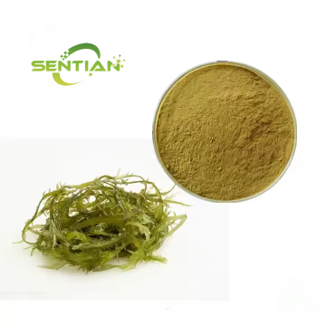 kelp Seaweed Extract kelp Extract