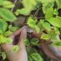 Plast Tomatklipp För att stödja Tomathakar