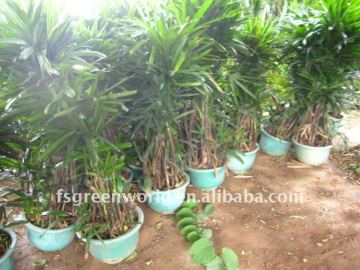 rhapis excelsa indoor and outdoor best small palm trees