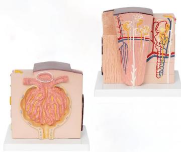 Microscopic anatomical kidney model