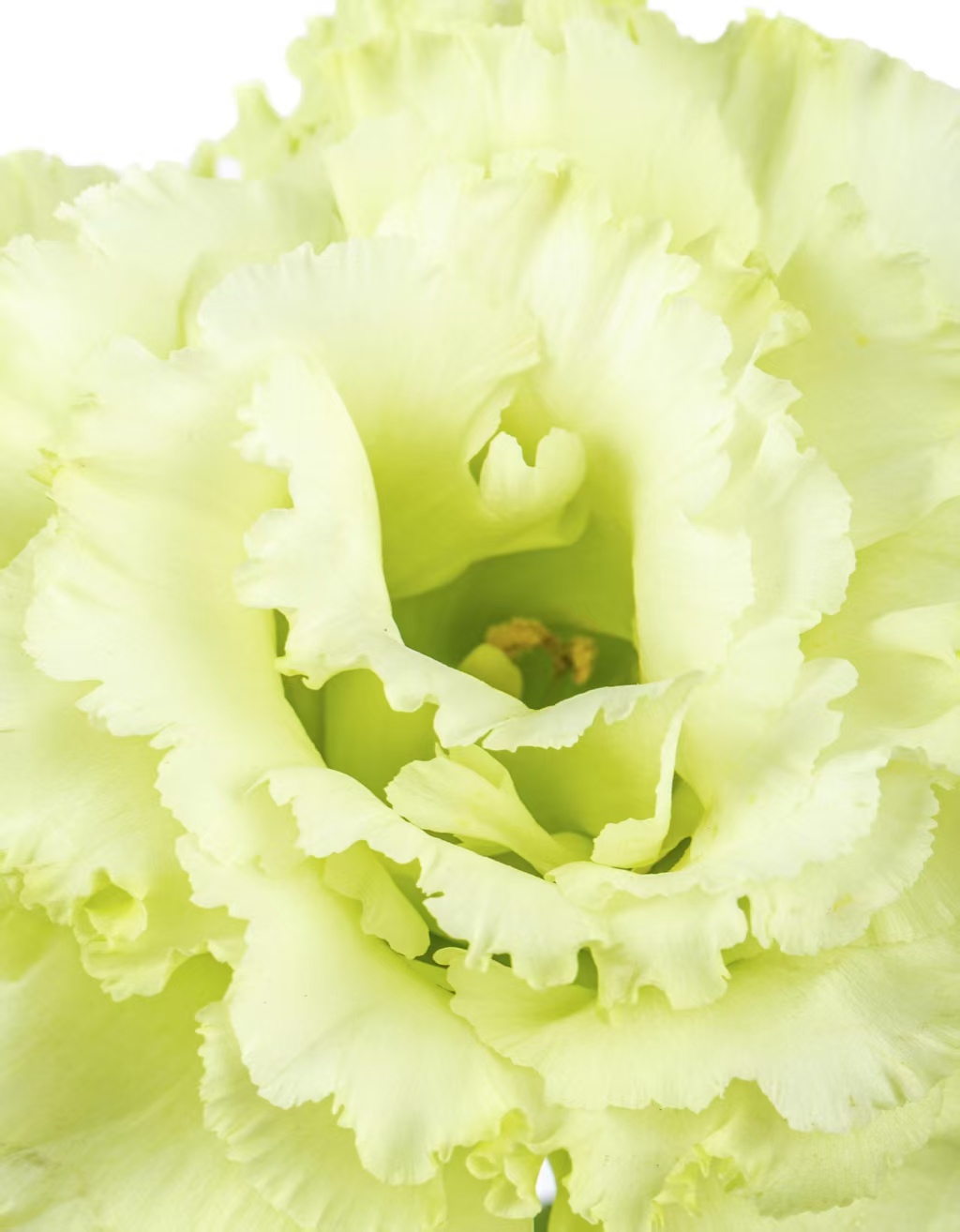 সবুজ লিসিয়ানথাস Green Lisianthus