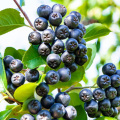 5% Aronia extract contains cyanidin