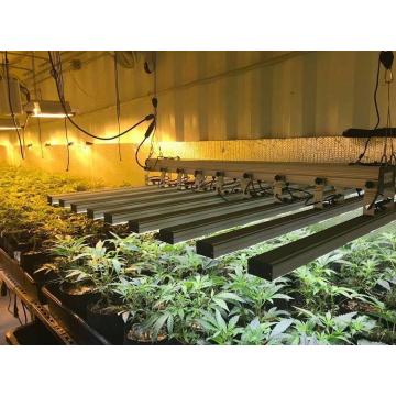 Nueva barra de luz de cultivo LED 480W 640W 800W