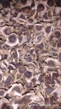 Natural Moringa Seed Exporters