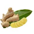 Extrato de raiz de gengibre Solubilidade de água de gingerol anti-oxidante