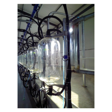 Herringbone Milking Parlor Equipment: Cow and Goat Milking Machines