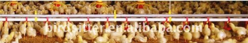 automatic poultry nipple drinking poultry waterer system