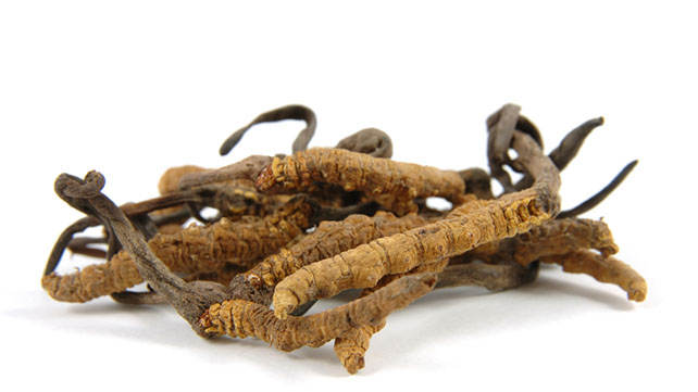 Cordyceps Militaris Extract