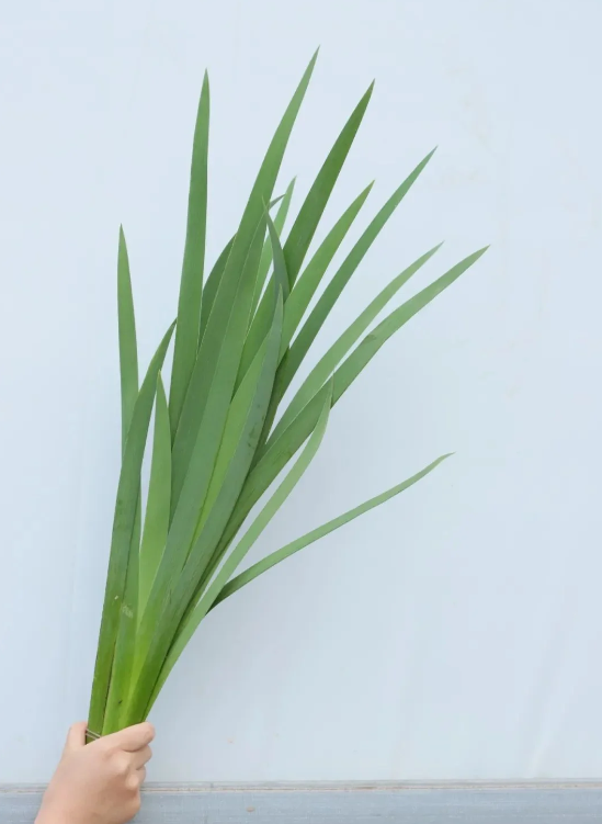 أوراق القزحية Iris leaves