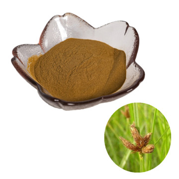 manufactory suppy natural rhizoma sparganii extract powder/ rhizoma sparganii extract powder