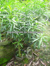 Thevetia Thevetioides shrub trees