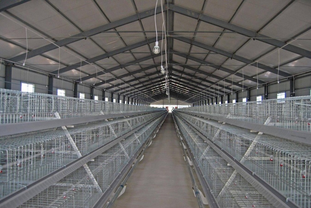 Cheap chicken animals battery cages layer price system with auto feeder drinker and cleaner