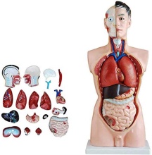 Male Human Torso Anatomy Model, 85cm, 19 Parts - Educational Medical School Tool