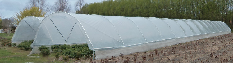 Plastic Film Greenhouse