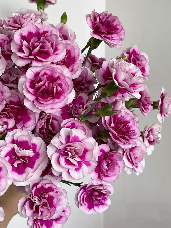 স্প্রে কার্নেশন ফ্যাশনের রাজপুত্র Spray carnation the prince of fashion