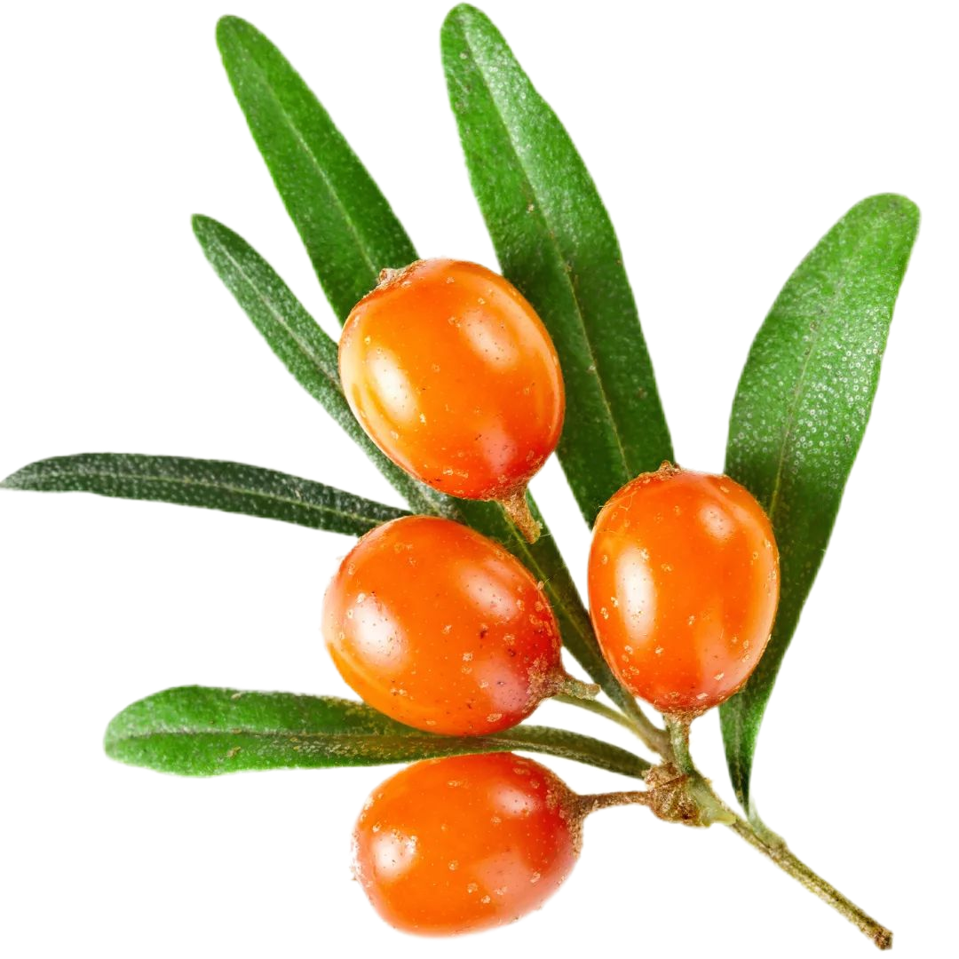 Sea Buckthorn Fruit