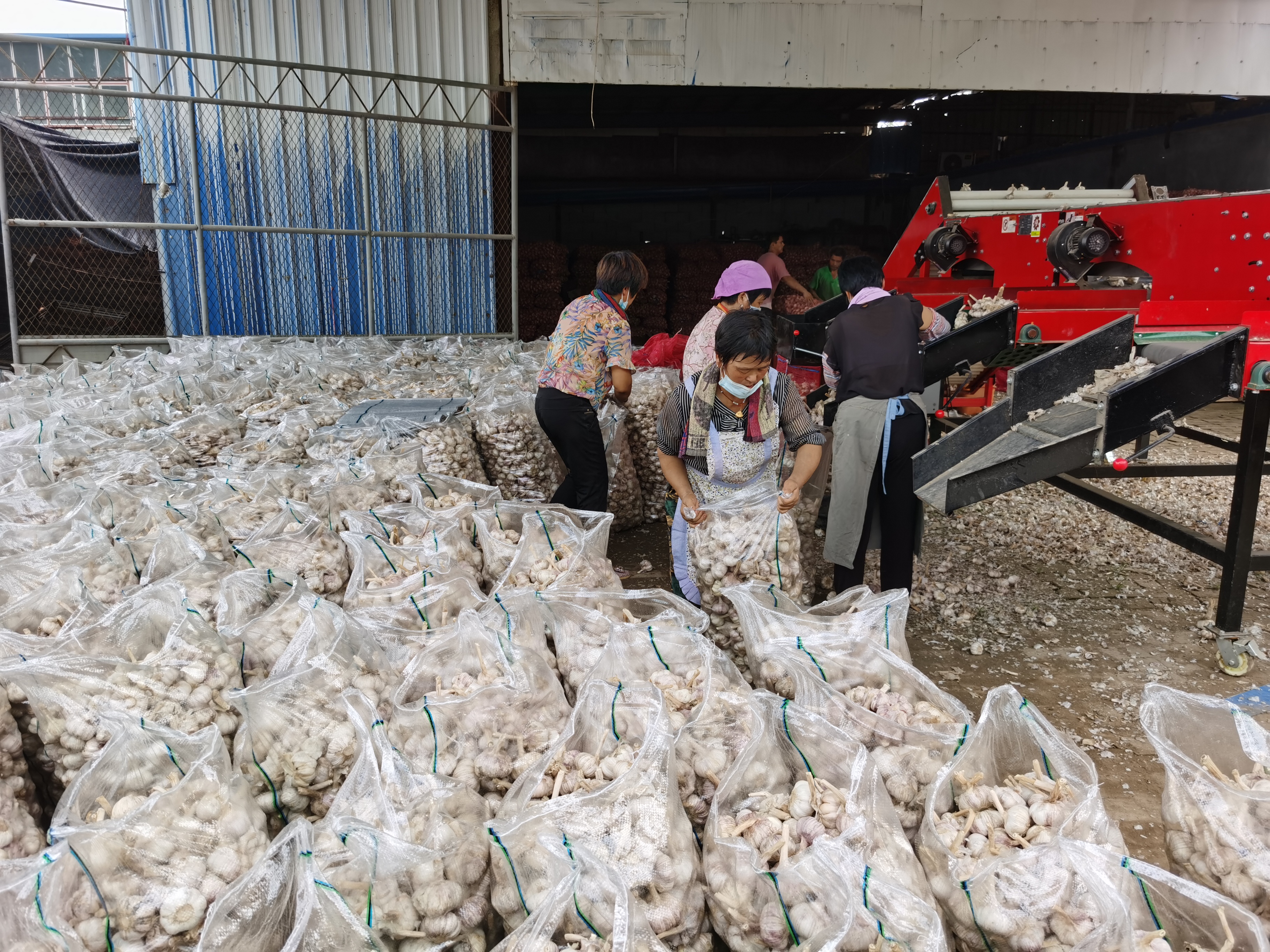 Buy Dried Vegetable Garlic Price Screening